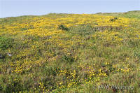 Wildflowers