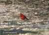 1624.cardinal-on-ground.jpg (114572 bytes)