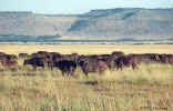 cape-buffalo.8-34.800px.jpg (84888 bytes)