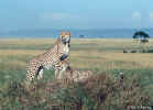 cheetah-2.800px.jpg (92228 bytes)