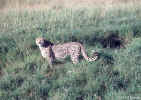 cheetah-in-grass.10-15.800px.jpg (108384 bytes)