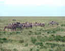 zebras.2-32.800px.jpg (83161 bytes)