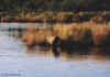 bear-in-AM-light-marsh.film0009-36a.jpg (83150 bytes)