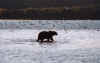 bear+gulls.film0061-6.jpg (73670 bytes)