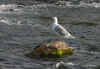 gull-on-rock.1145.jpg (114814 bytes)