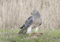 Northern Harrier male