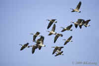 canadageeseflight.LasGallinas.KI8Q6554.jpg (114310 bytes)
