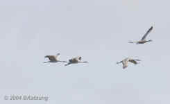 cranes.4.flying.bestdaylight.crop.9475.jpg (103224 bytes)