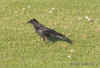 crow.3958.jpg (126417 bytes)