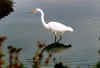 egret.750px.jpg (36385 bytes)