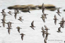 flight.plovers.crop.9009.jpg (146324 bytes)