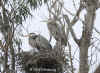 greatblue.pair-on-nest.3173.jpg (195101 bytes)