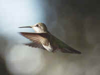 hummer.700px.jpg (60136 bytes)