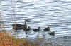 mallard+ducklings-outing.jpg (137486 bytes)