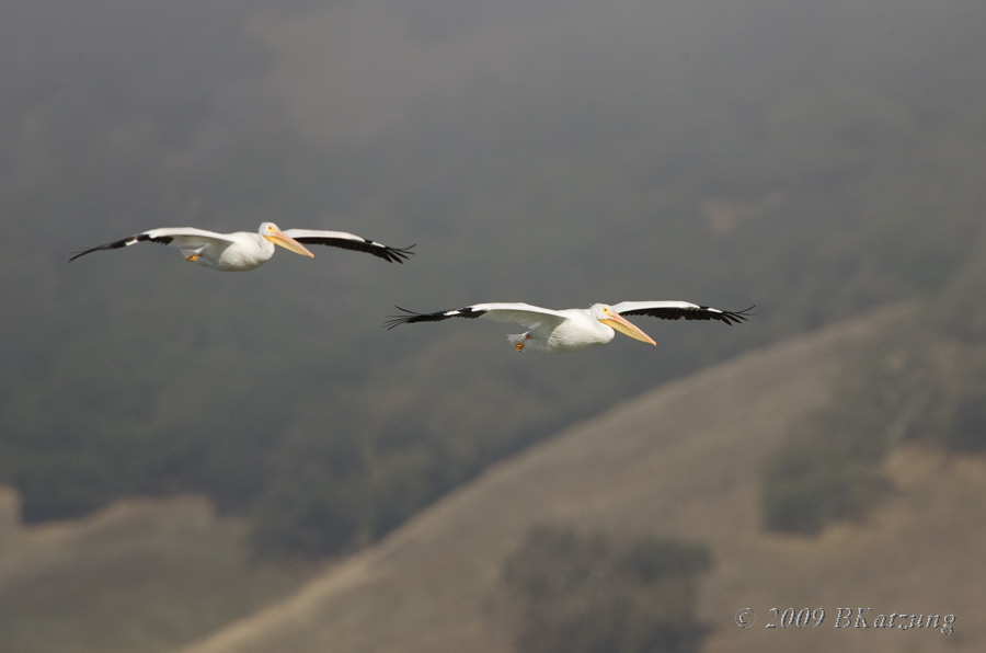 Two pelicans at Las Gallinas ponds, October 2009