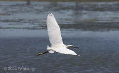 snowy-egret.flying.7547.jpg (100631 bytes)