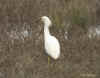 snowy egret.08jan04.2034.jpg (159052 bytes)