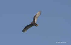 vulture.2763.jpg (152844 bytes)