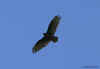 vulture.750px.jpg (98241 bytes)