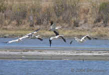 white-pelicans.flying.7594.jpg (146353 bytes)