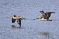 pelican-brn-2.flight.KI8Q7316.jpg (149848 bytes)