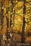 aspen.leaves+trunks.in copse.8559.jpg (162126 bytes)