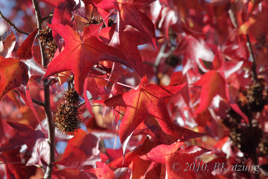Liquid Ambar leaves