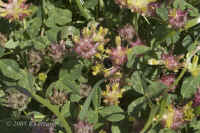 bee-on-clover.KI8Q3559.jpg (135233 bytes)