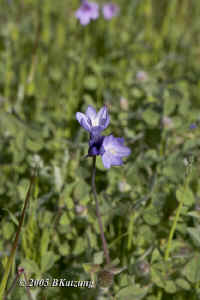 bluedicks.close.KI8Q3509.jpg (109231 bytes)