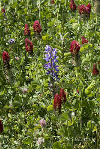 crimsonclover+lupine.nice.port.KI8Q3590.jpg (162023 bytes)