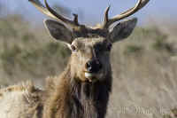 elk-bachelor-side-face-on.opt-crop100pct.KI8Q8484.jpg (162910 bytes)