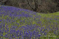 lupine-hill+trees.landsc.58mm.KI8Q3543.jpg (202887 bytes)