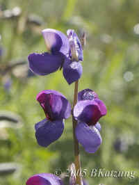 lupine+dew.verytightcrop.KI8Q3420.jpg (82444 bytes)