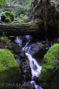 sidefall-rootball.psadj.KI8Q8929.jpg (166876 bytes)