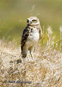 owl.young.good.crop.port.KI8Q6018.jpg (128225 bytes)