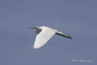 egret.great.flight.KI8Q4158.jpg (52434 bytes)
