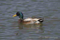 mallard.male.KI8Q4337.jpg (96099 bytes)