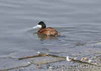 ruddy.duck.crop.KI8Q4305.jpg (104015 bytes)
