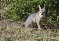 greyfox-good.opt-crop.KI8Q8645.jpg (203146 bytes)