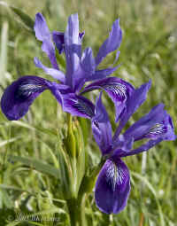 iris.PtReyes.050330.KI8Q3143.jpg (123422 bytes)