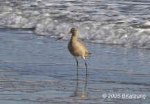 marbledgodwit.KI8Q0716.jpg (156312 bytes)
