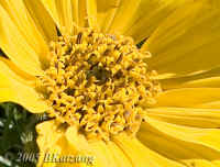 wildflower.PtReyes.centercrop.050330.KI8Q3150.jpg (126253 bytes)