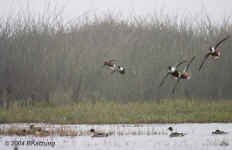 ducks.northernshoveler.landinginfog.9656.jpg (122425 bytes)
