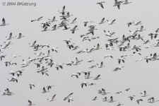 geese.snow-ross.flying.9701.jpg (104285 bytes)