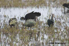 ibis.inmarsh.MercedWLP.9778.jpg (227679 bytes)