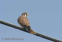 kestrel.american.9486.jpg (94068 bytes)