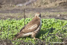 redtail.onground.9501.jpg (143317 bytes)
