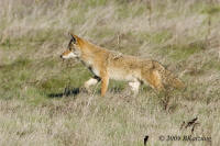 Coyote at Las Gallinas
