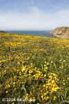goldfields above cliffs.4886.jpg (132058 bytes)