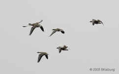 greater-WF-geese.flying.LlanoSeco.crop.KI8Q1408.jpg (77523 bytes)